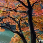 Japan Photo Guide Fall-013