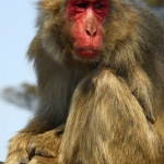 Miyajima-07-japanphotoguide
