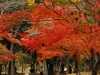 Japan Photo Guide Fall-002