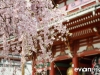Tokyo and Kyoto-15-japanphotoguide