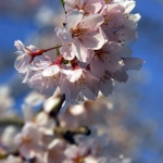 Cherryblossom-58-japanphotoguide