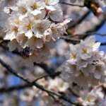 Cherryblossom-59-japanphotoguide