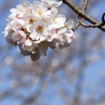 Cherryblossom-62-japanphotoguide
