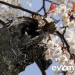 Himeji-03-japanphotoguide