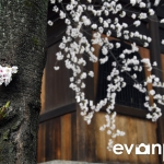 Kyoto-28-japanphotoguide