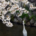 Kyoto-30-japanphotoguide