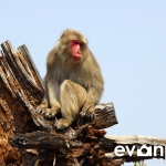 Miyajima-16-japanphotoguide