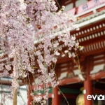 Tokyo-49-japanphotoguide