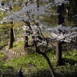 Tokyo-51-japanphotoguide