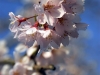 Cherryblossom-58-japanphotoguide