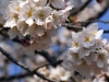 Cherryblossom-59-japanphotoguide