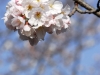 Cherryblossom-62-japanphotoguide