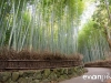 Kyoto-Bamboo-011