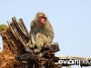 Miyajima-16-japanphotoguide