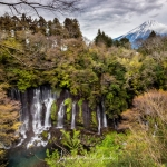 129-Mt-Fuji-Cherry-Blossom