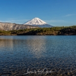 136-Mt-Fuji-Cherry-Blossom