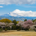 Japan-Cherry-Blossom-333-L