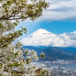 Japan-Cherry-Blossom-337-L