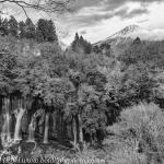 Japan-Cherry-Blossom-341-L