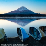 Japan-Cherry-Blossom-346-L