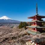 Japan-Cherry-Blossom-350-L