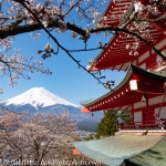 Japan-Cherry-Blossom-355-L