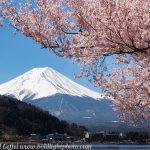 Japan-Cherry-Blossom-357-L