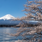 Japan-Cherry-Blossom-360-L