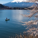Japan-Cherry-Blossom-361-L