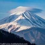 Japan-Cherry-Blossom-381-L