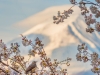143-Mt-Fuji-Cherry-Blossom