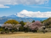 Japan-Cherry-Blossom-333-L