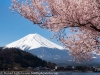 Japan-Cherry-Blossom-357-L