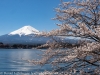 Japan-Cherry-Blossom-360-L