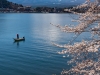 Japan-Cherry-Blossom-361-L