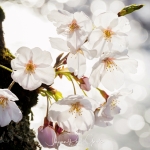 055-Himeji-Cherry-Blossom