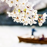 056-Himeji-Cherry-Blossom
