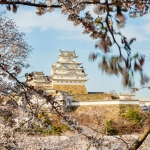 060-Himeji-Cherry-Blossom