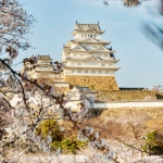 061-Himeji-Cherry-Blossom