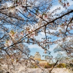 062-Himeji-Cherry-Blossom