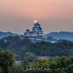 064-Himeji-Cherry-Blossom