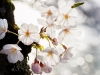 055-Himeji-Cherry-Blossom