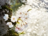 057-Himeji-Cherry-Blossom