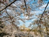 058-Himeji-Cherry-Blossom