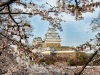 059-Himeji-Cherry-Blossom