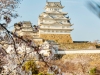 061-Himeji-Cherry-Blossom