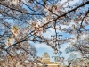 062-Himeji-Cherry-Blossom