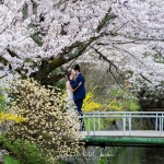 077-Kyoto-Cherry-Blossom