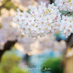 079-Kyoto-Cherry-Blossom