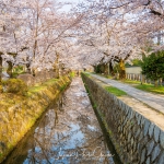 085-Kyoto-Cherry-Blossom